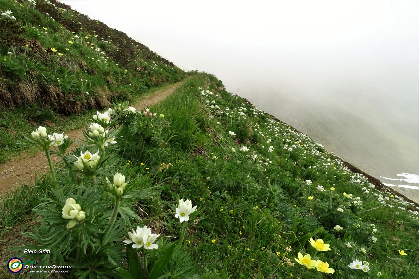 26 Anemone narcissino (anemone narcissiflora).JPG